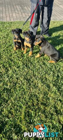 Doberman x puppies
