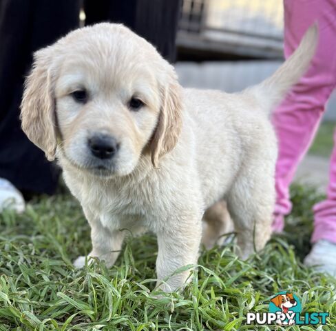 Purebred Golden Retriever Puppies