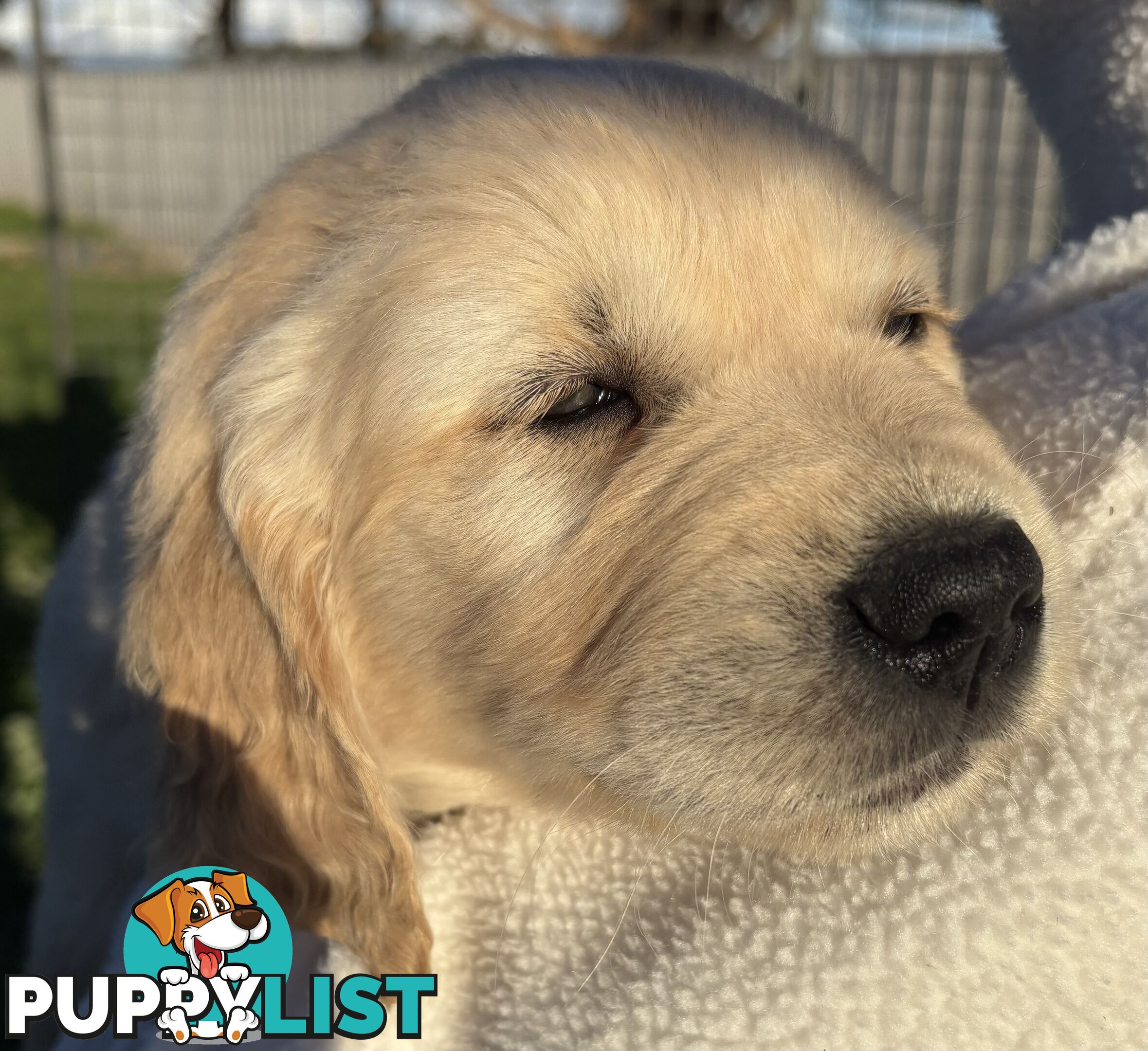 Purebred Golden Retriever Puppies