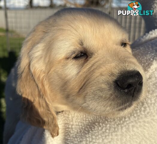 Purebred Golden Retriever Puppies
