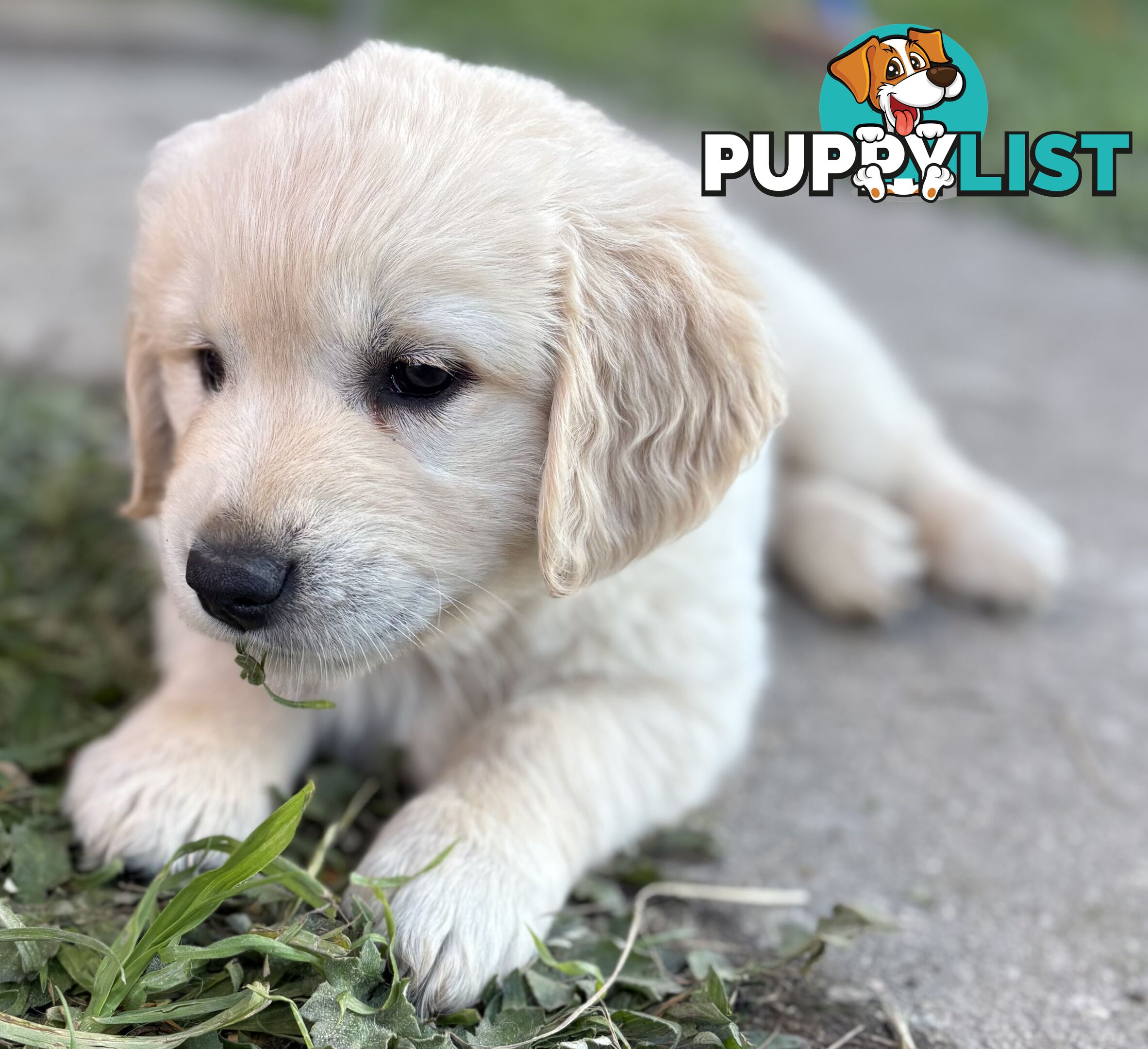Purebred Golden Retriever Puppies