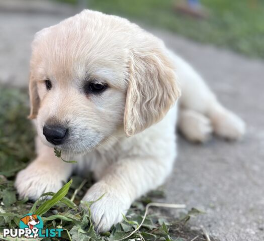 Purebred Golden Retriever Puppies