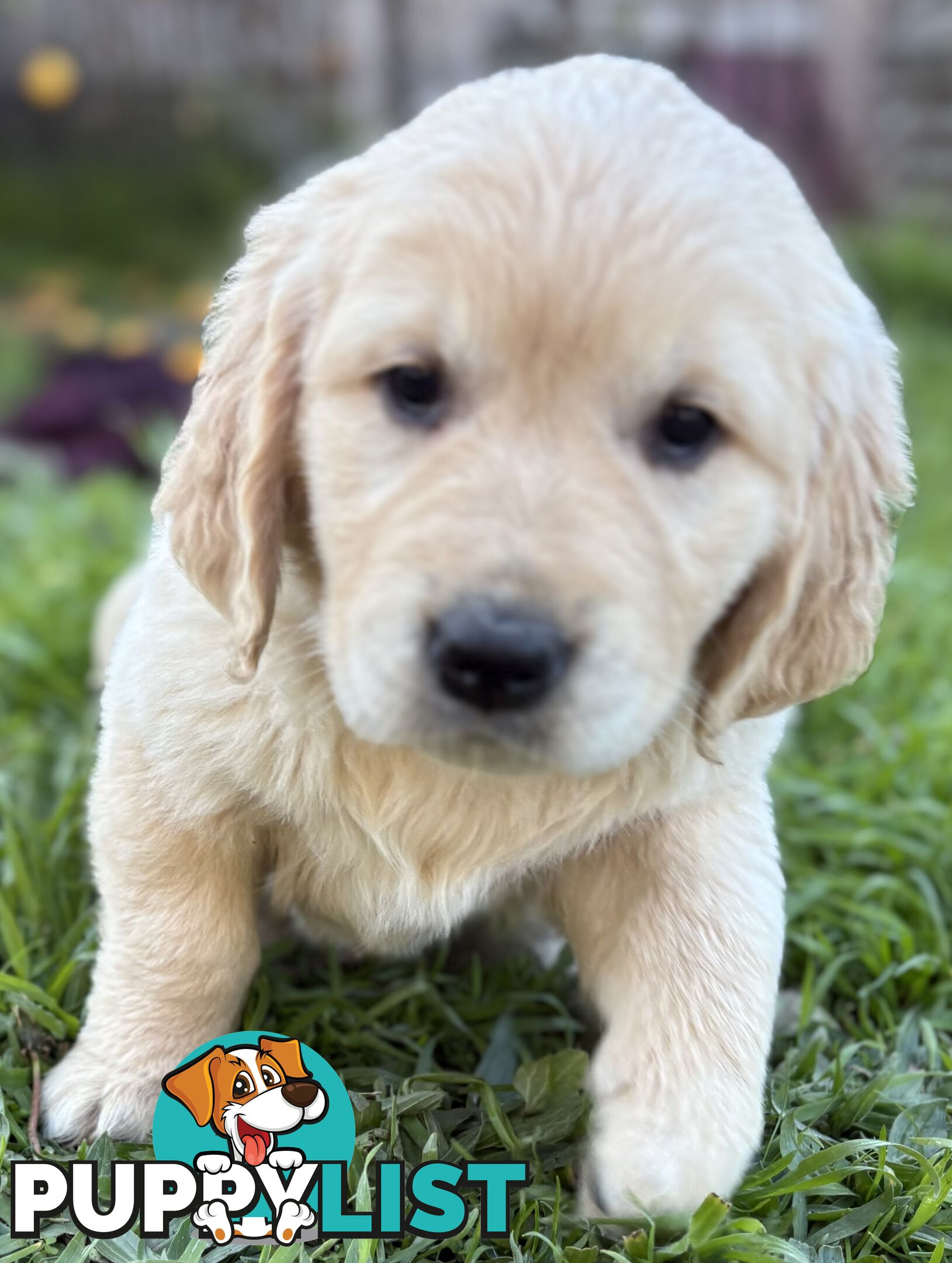Purebred Golden Retriever Puppies