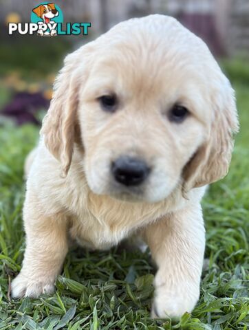 Purebred Golden Retriever Puppies