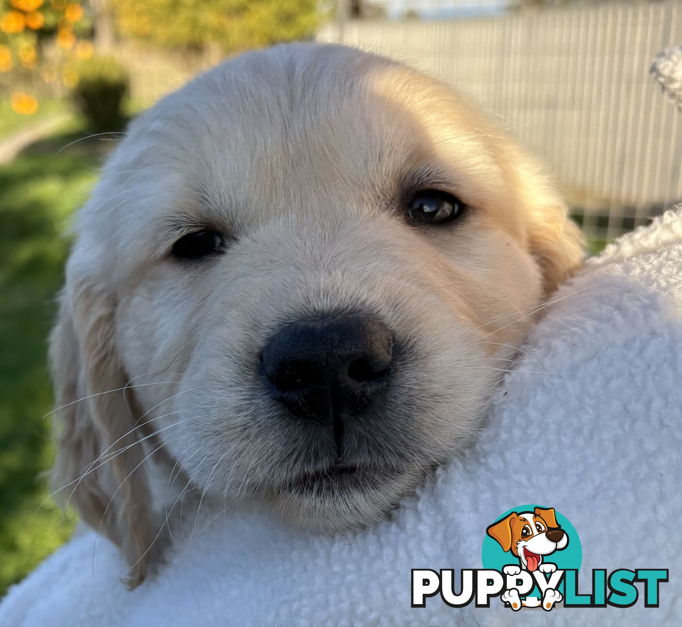 Purebred Golden Retriever Puppies