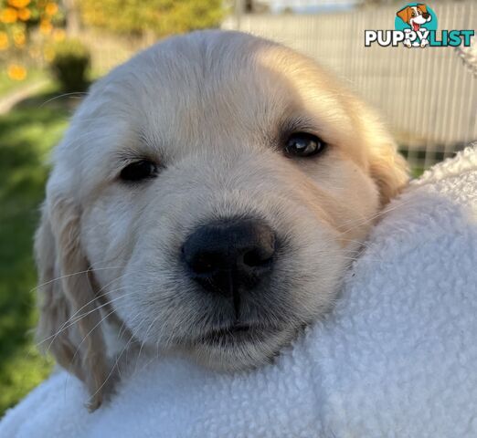 Purebred Golden Retriever Puppies