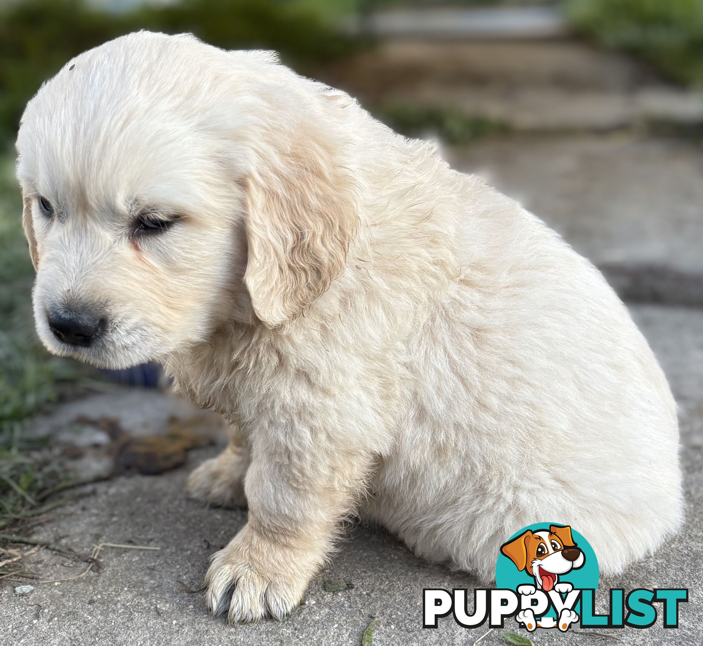 Purebred Golden Retriever Puppies
