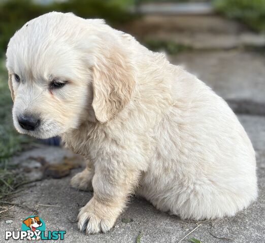 Purebred Golden Retriever Puppies