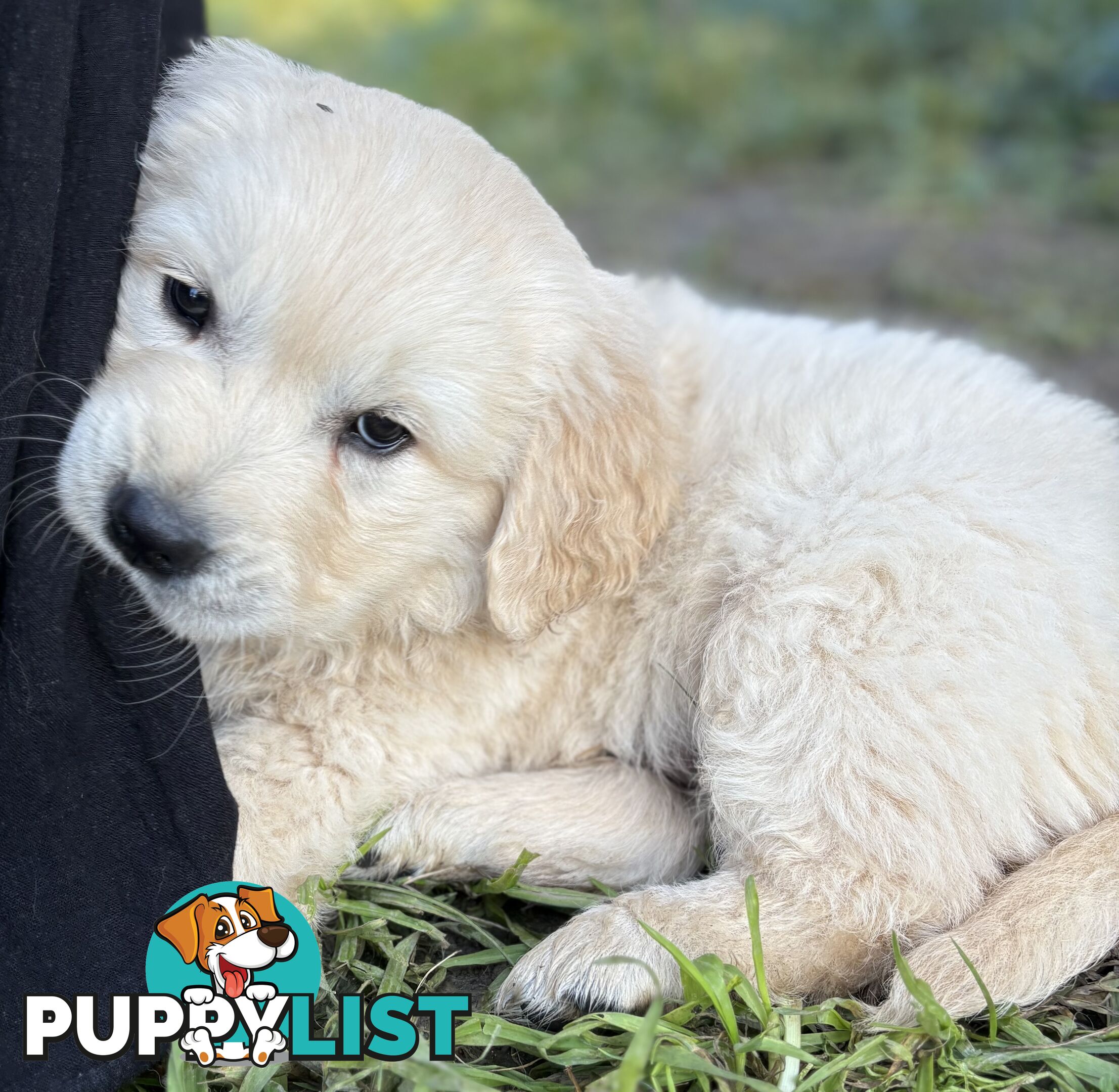 Purebred Golden Retriever Puppies