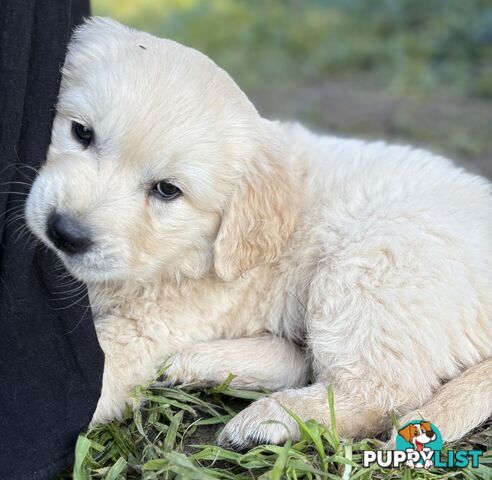 Purebred Golden Retriever Puppies