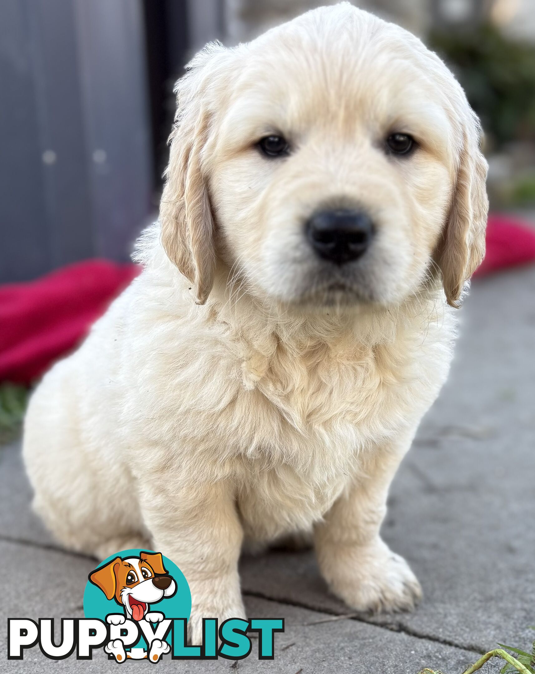 Purebred Golden Retriever Puppies