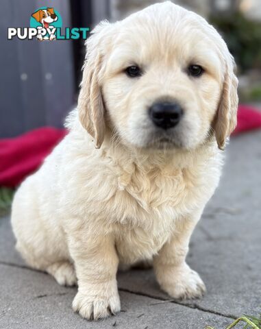 Purebred Golden Retriever Puppies