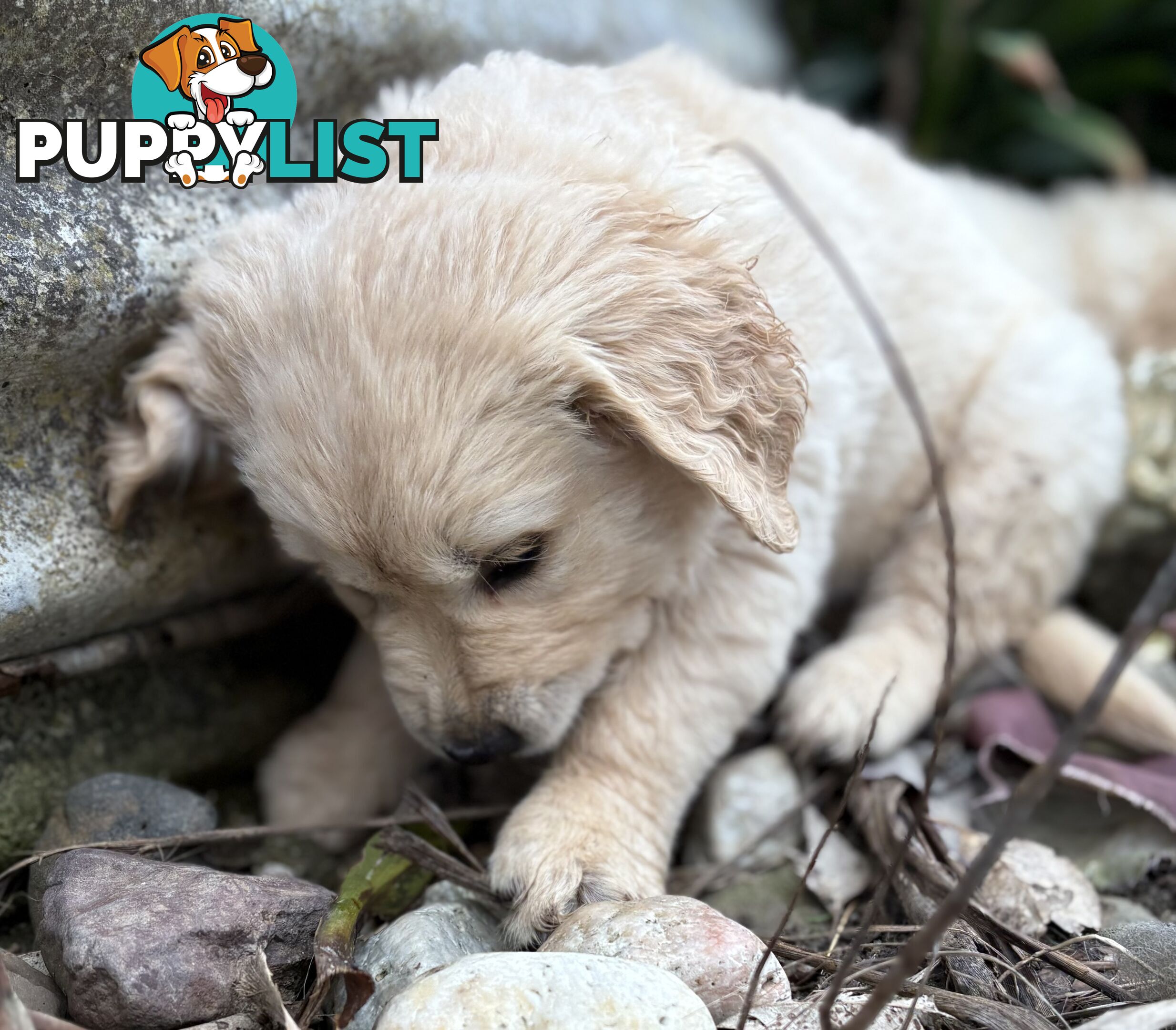 Purebred Golden Retriever Puppies