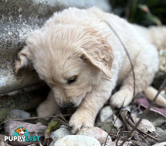 Purebred Golden Retriever Puppies