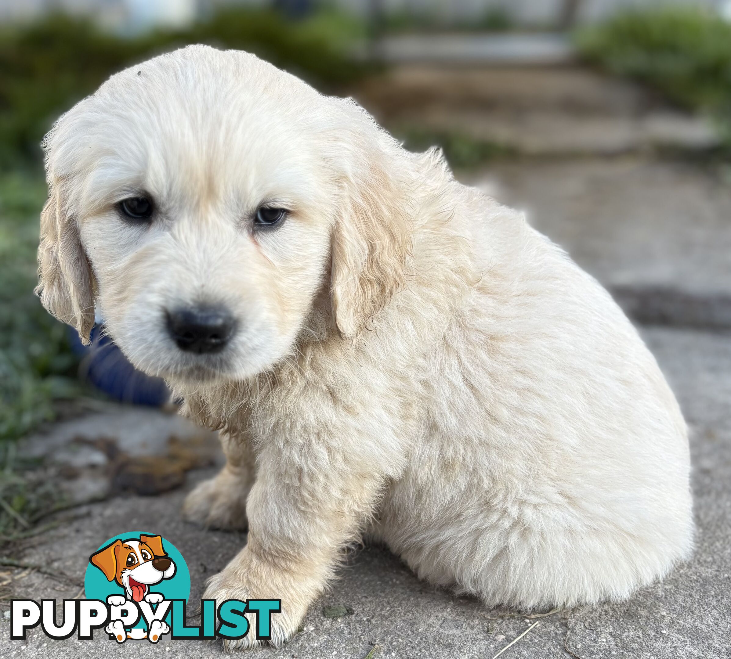Purebred Golden Retriever Puppies
