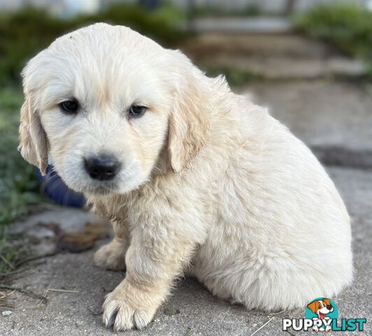 Purebred Golden Retriever Puppies