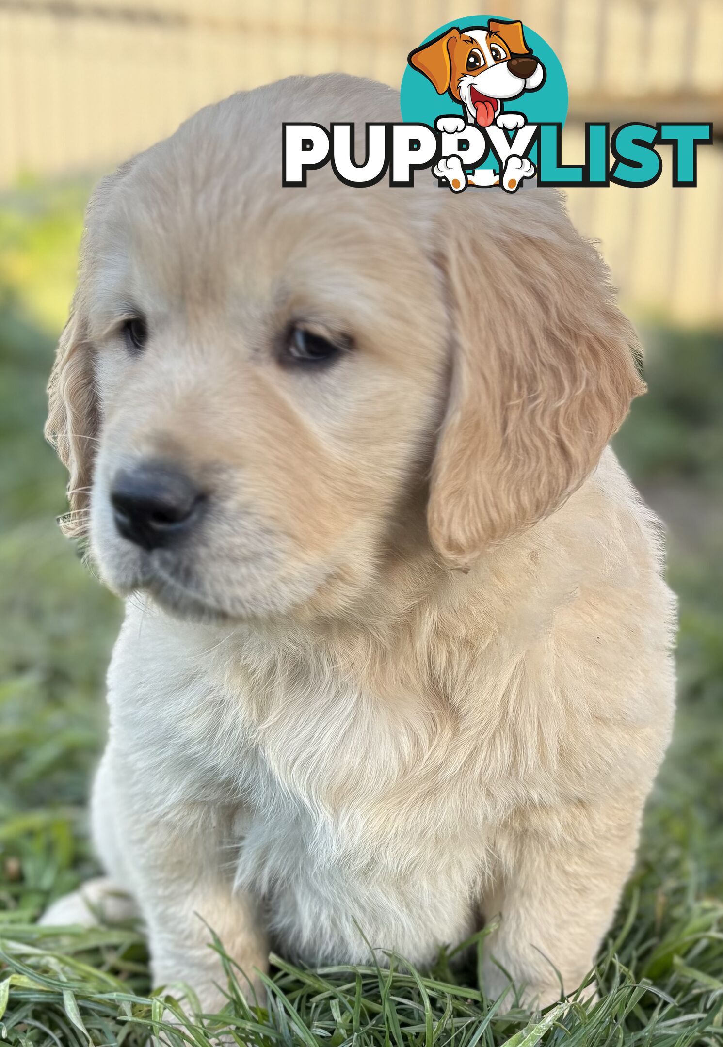 Purebred Golden Retriever Puppies