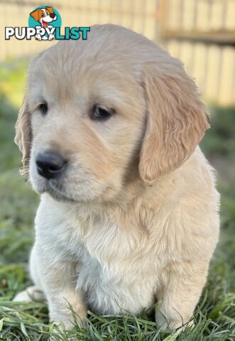 Purebred Golden Retriever Puppies