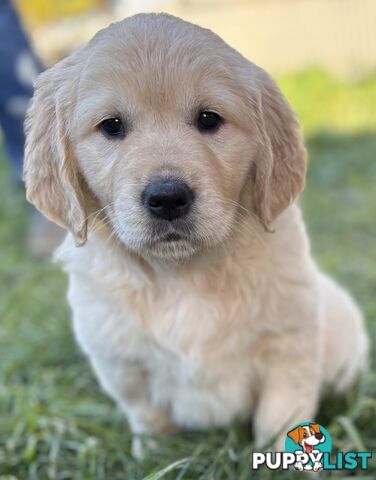 Purebred Golden Retriever Puppies
