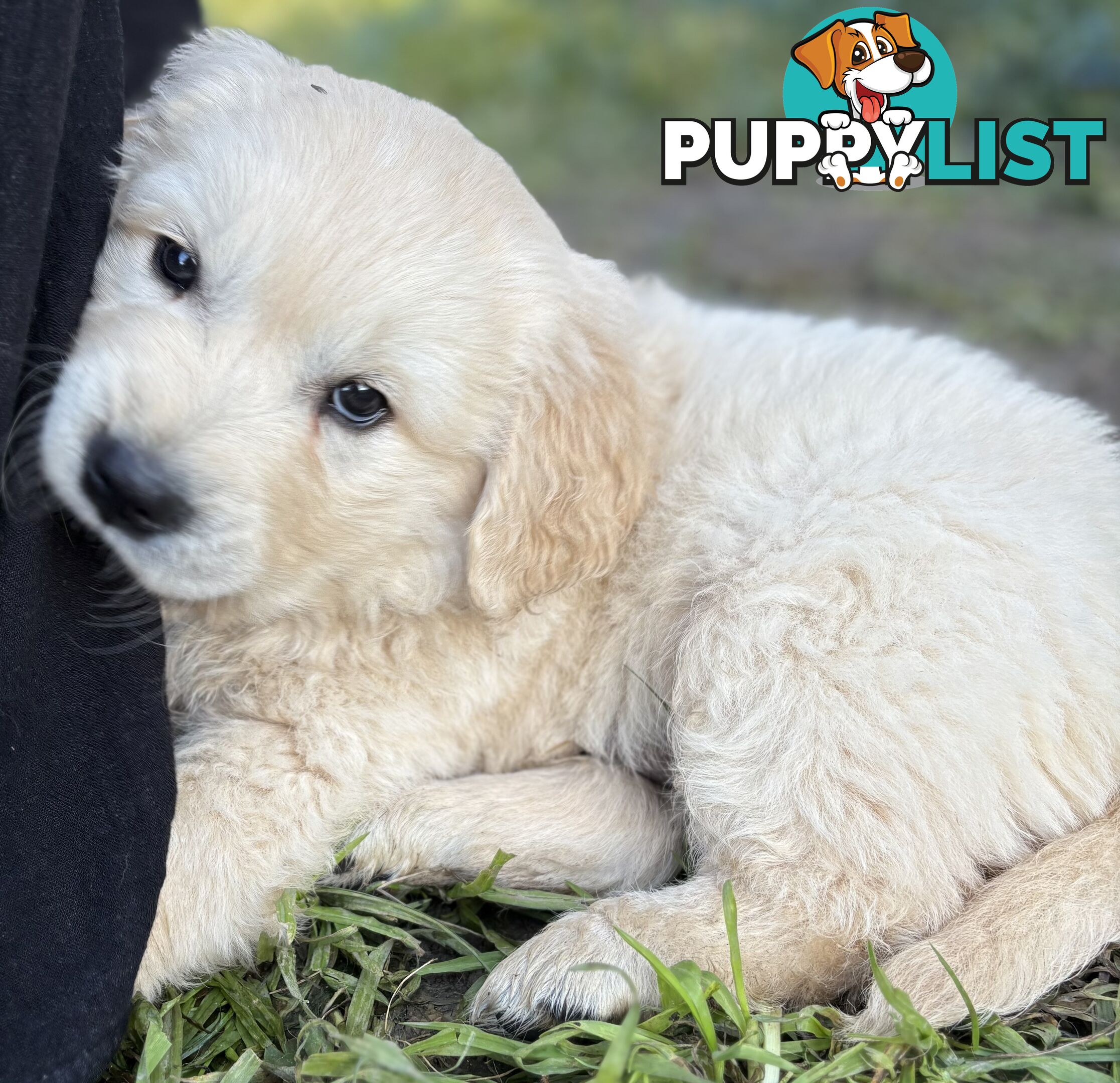 Purebred Golden Retriever Puppies
