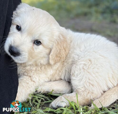 Purebred Golden Retriever Puppies