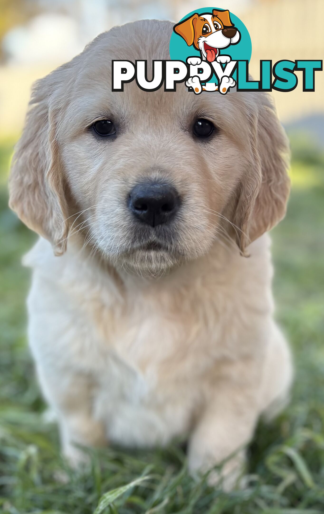 Purebred Golden Retriever Puppies