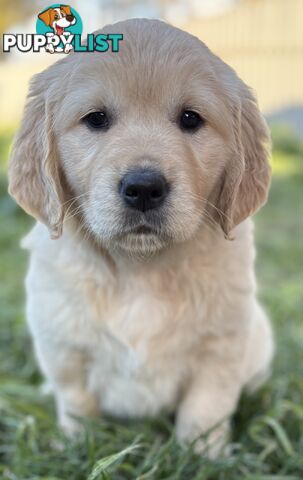 Purebred Golden Retriever Puppies