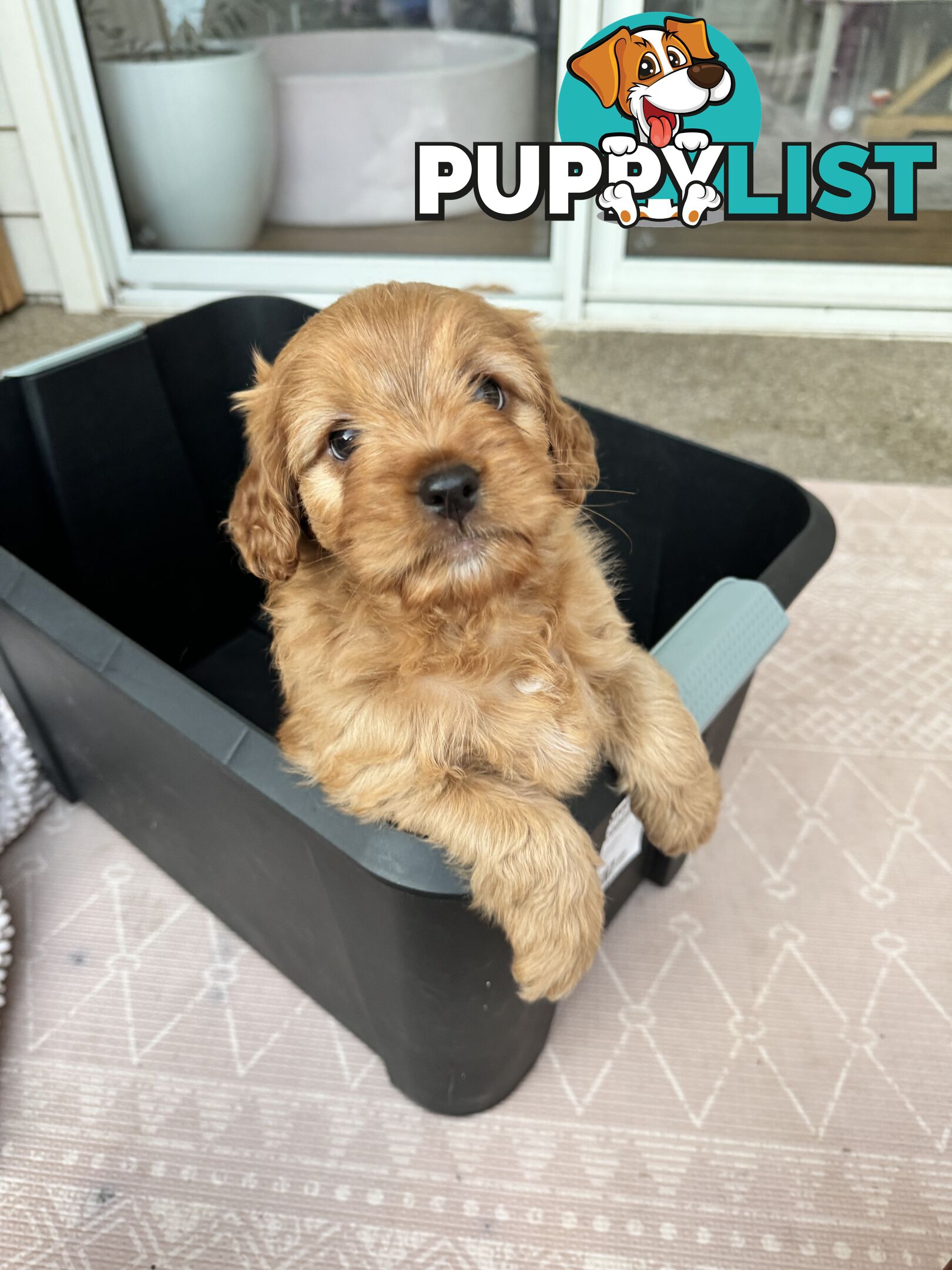 8 week old cavoodle puppies for sale (1 male & 1 female)