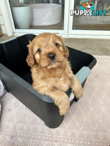 8 week old cavoodle puppies for sale (1 male & 1 female)