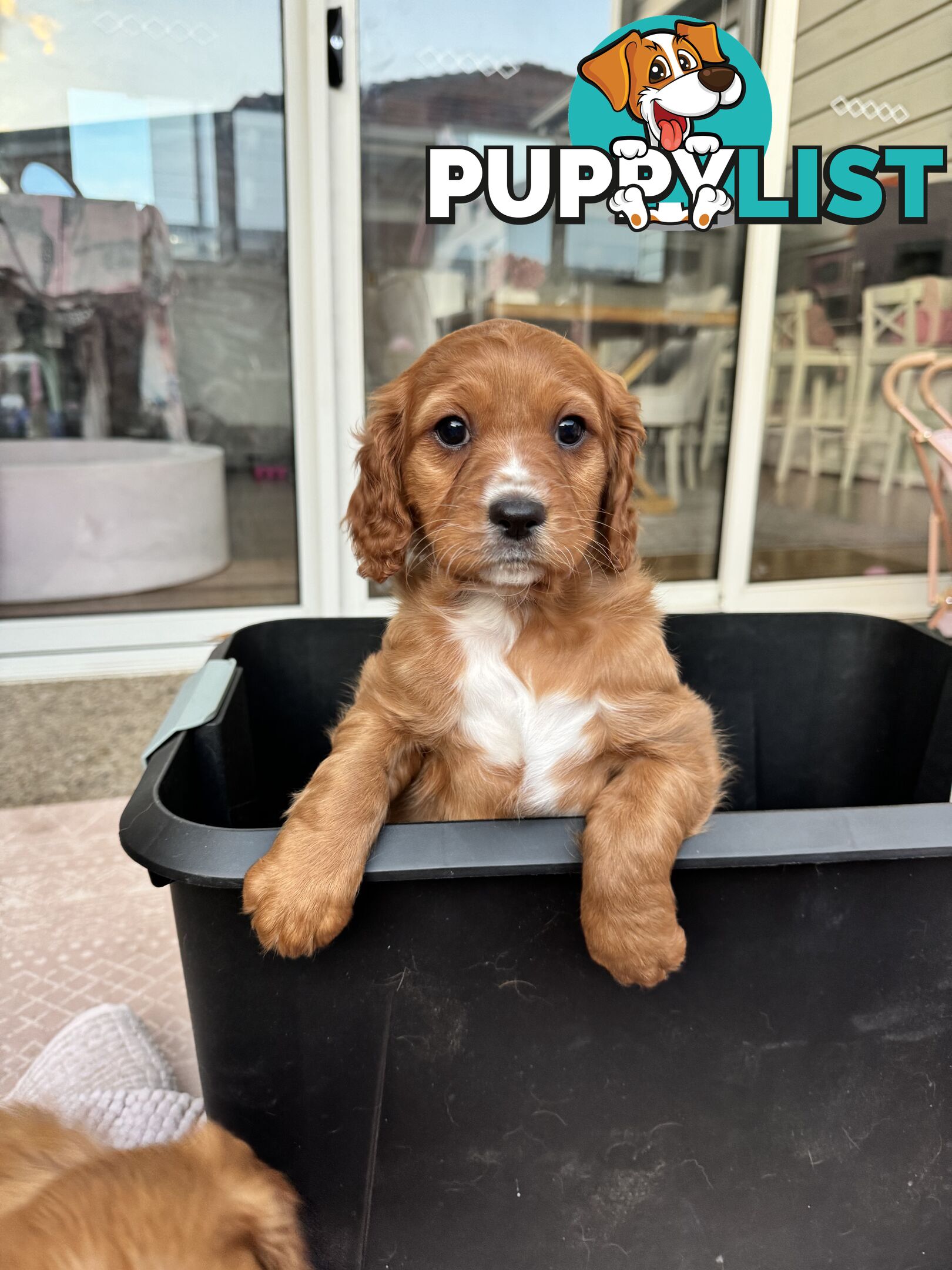 8 week old cavoodle puppies for sale (1 male & 1 female)