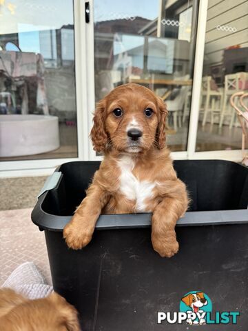 8 week old cavoodle puppies for sale (1 male & 1 female)