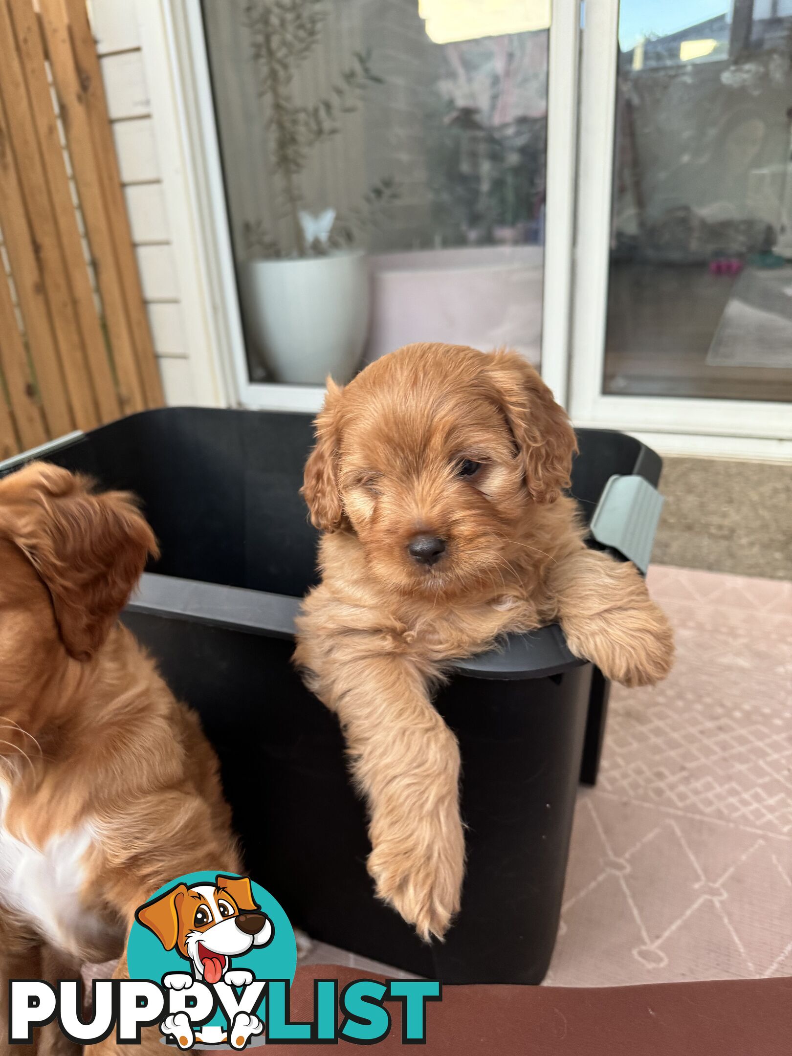 8 week old cavoodle puppies for sale (1 male & 1 female)