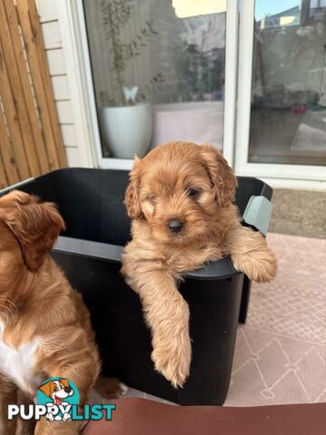 8 week old cavoodle puppies for sale (1 male & 1 female)