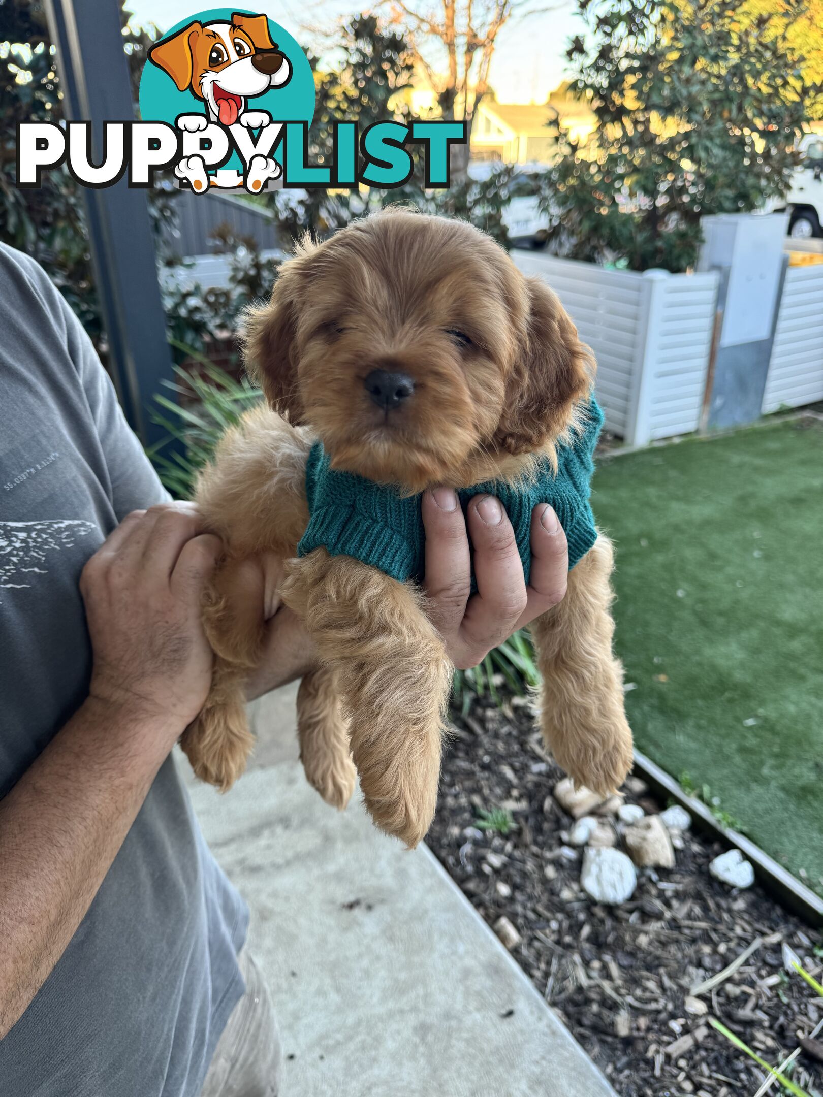 8 week old cavoodle puppies for sale (1 male & 1 female)