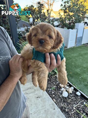 8 week old cavoodle puppies for sale (1 male & 1 female)