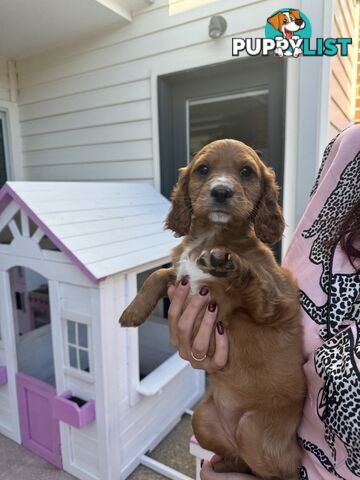 8 week old cavoodle puppies for sale (1 male & 1 female)