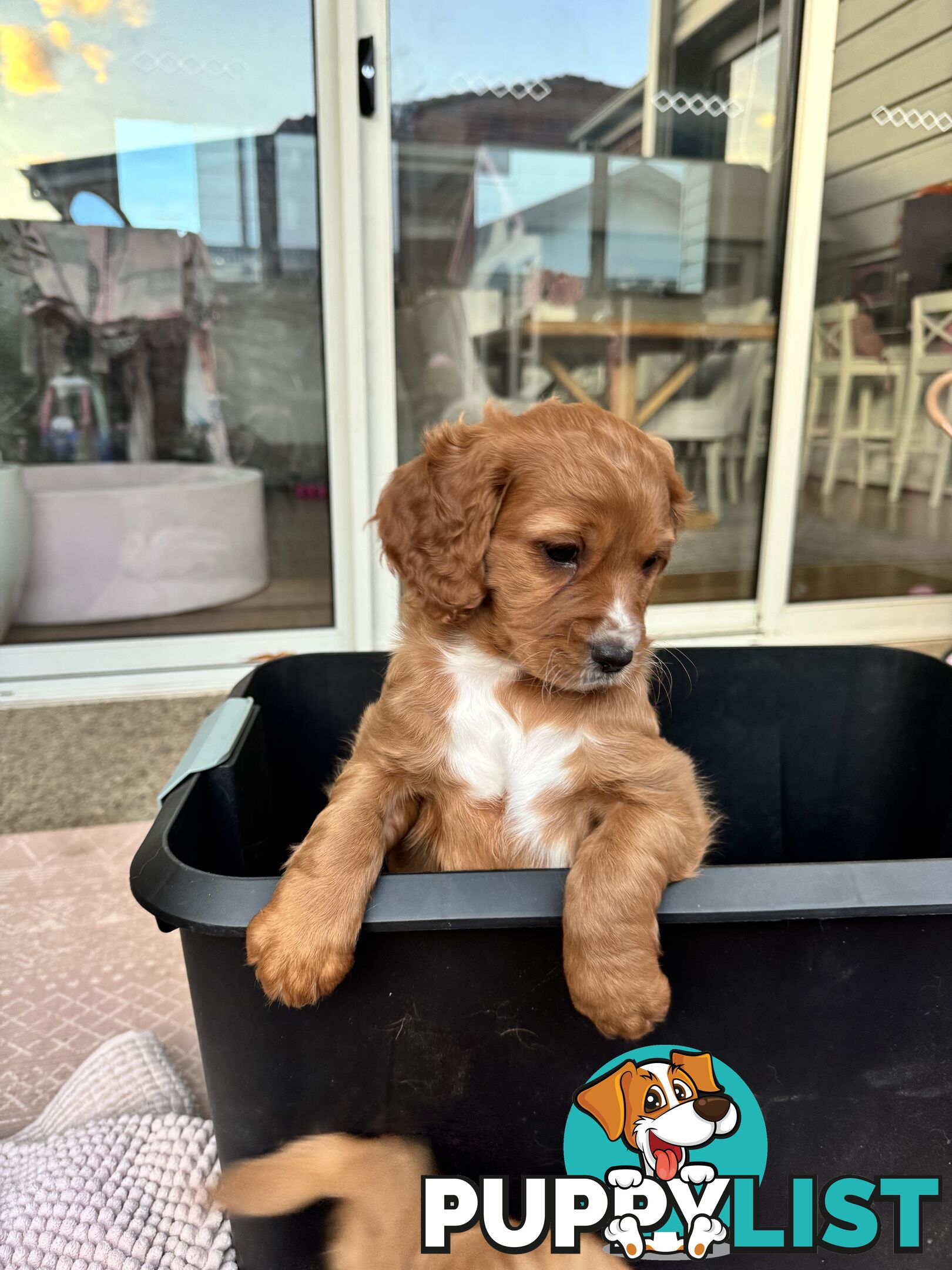 8 week old cavoodle puppies for sale (1 male & 1 female)