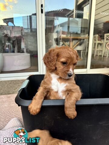 8 week old cavoodle puppies for sale (1 male & 1 female)
