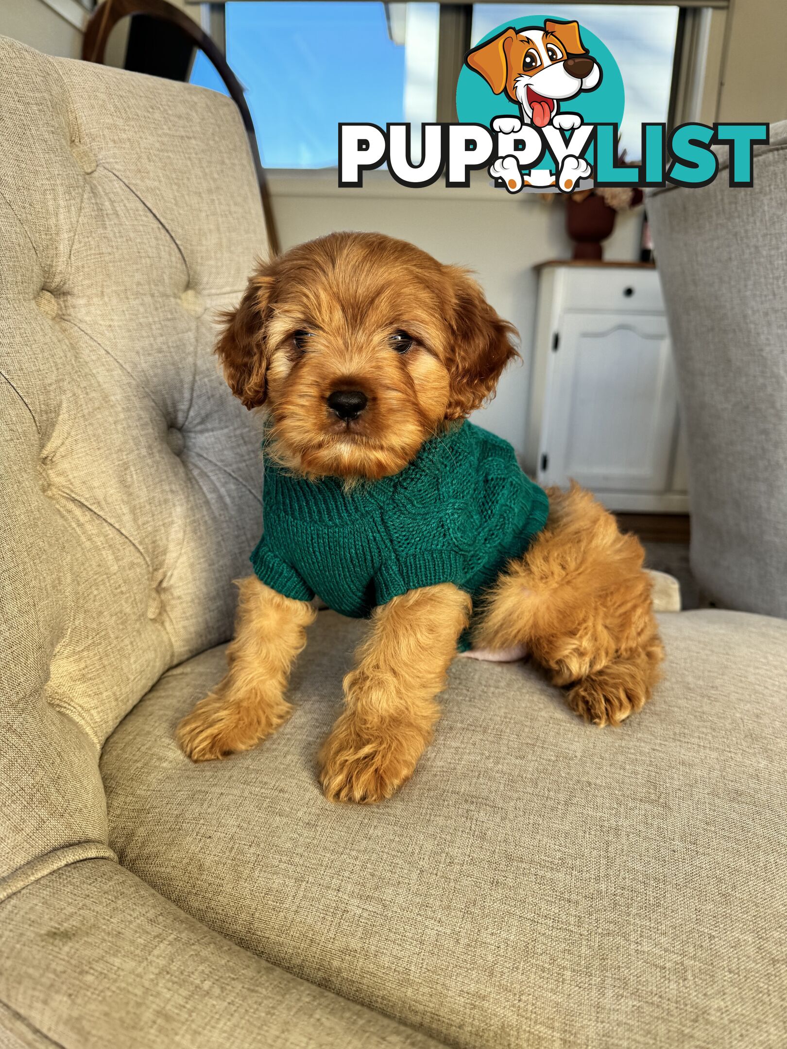 8 week old cavoodle puppies for sale (1 male & 1 female)