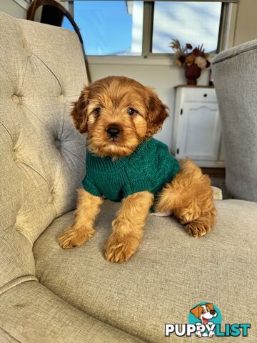 8 week old cavoodle puppies for sale (1 male & 1 female)