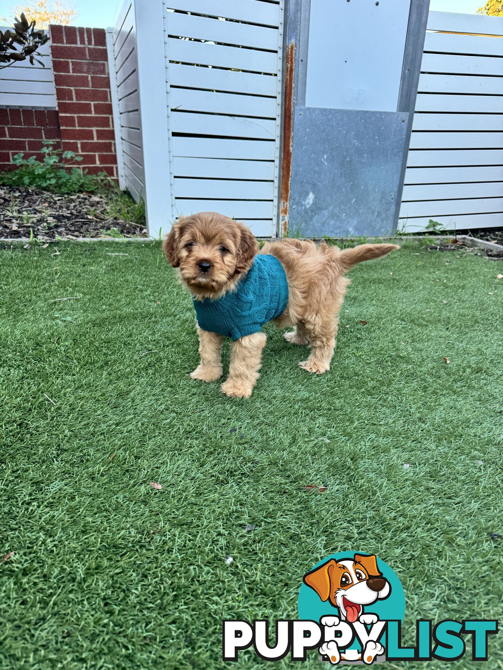 8 week old cavoodle puppies for sale (1 male & 1 female)