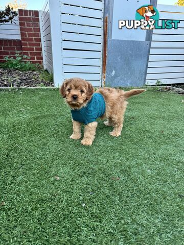 8 week old cavoodle puppies for sale (1 male & 1 female)