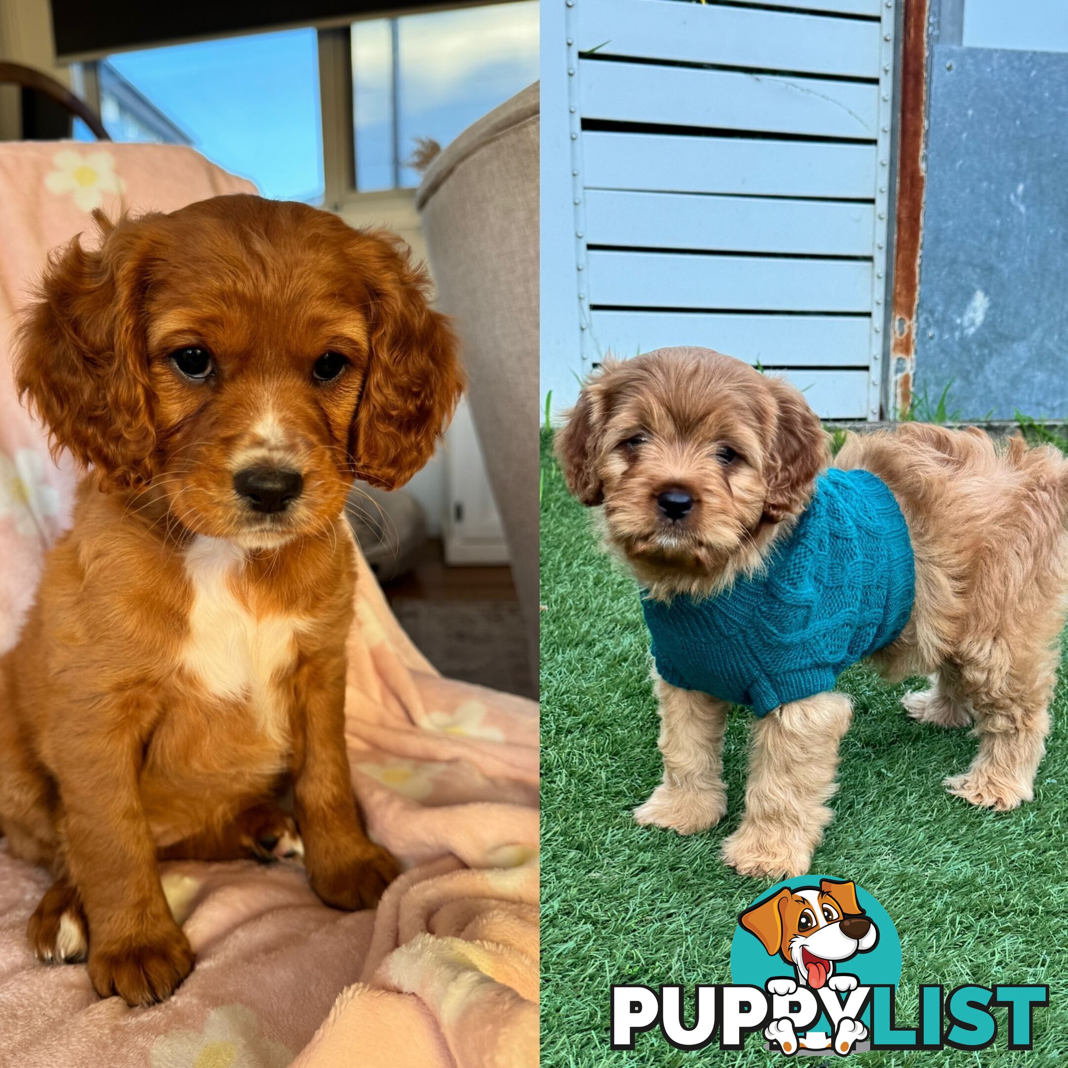 8 week old cavoodle puppies for sale (1 male & 1 female)