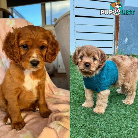 8 week old cavoodle puppies for sale (1 male & 1 female)