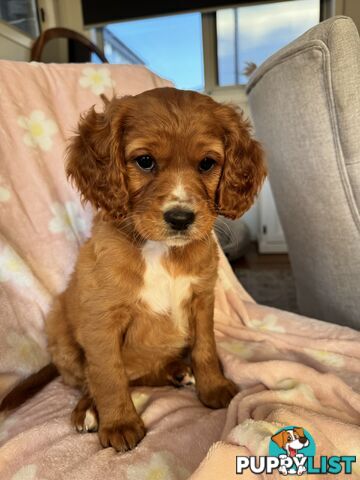 8 week old cavoodle puppies for sale (1 male & 1 female)