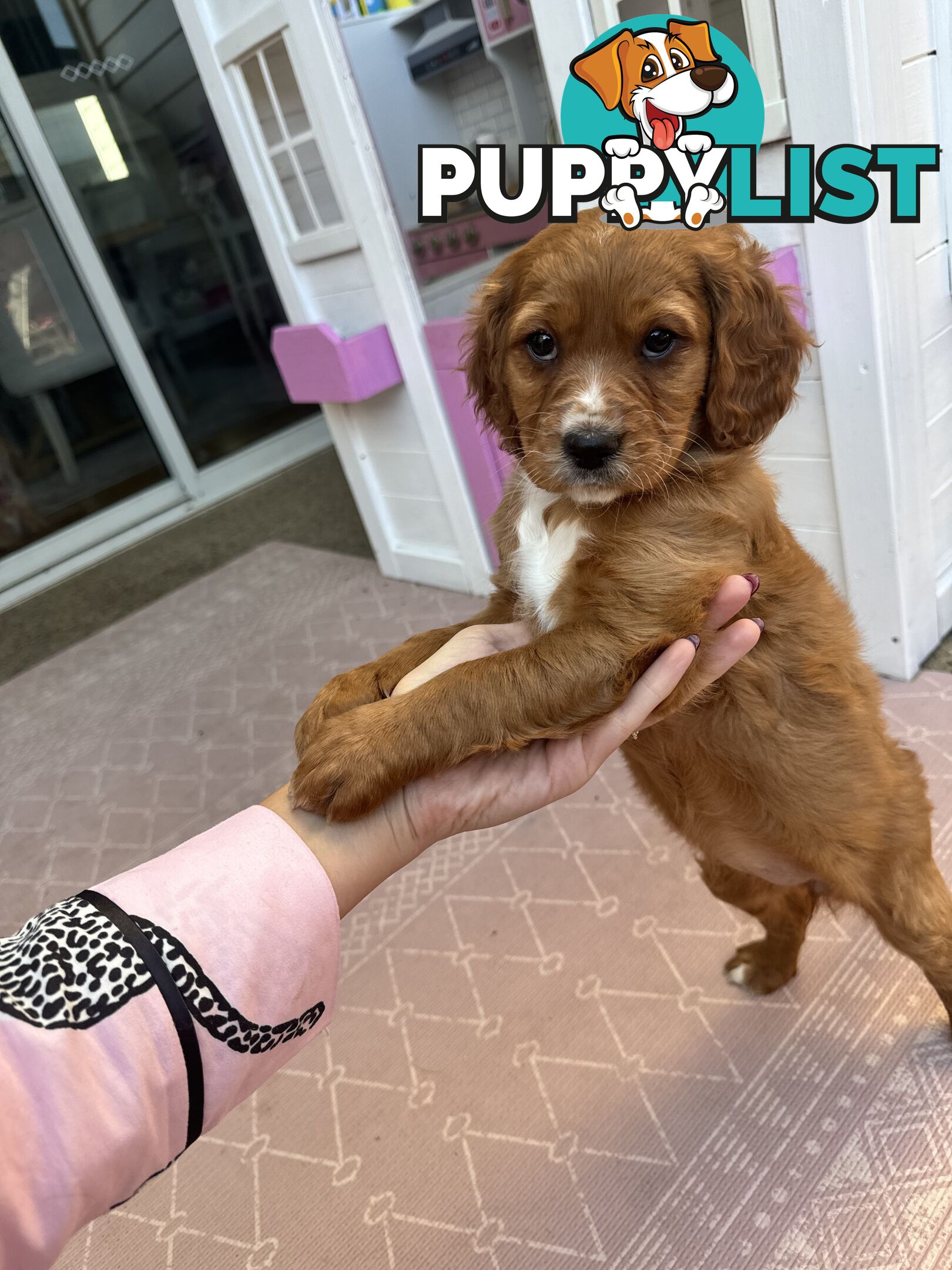 8 week old cavoodle puppies for sale (1 male & 1 female)