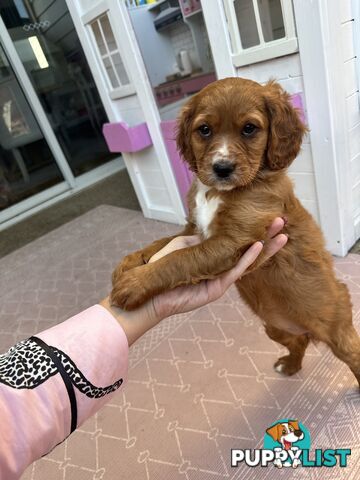 8 week old cavoodle puppies for sale (1 male & 1 female)