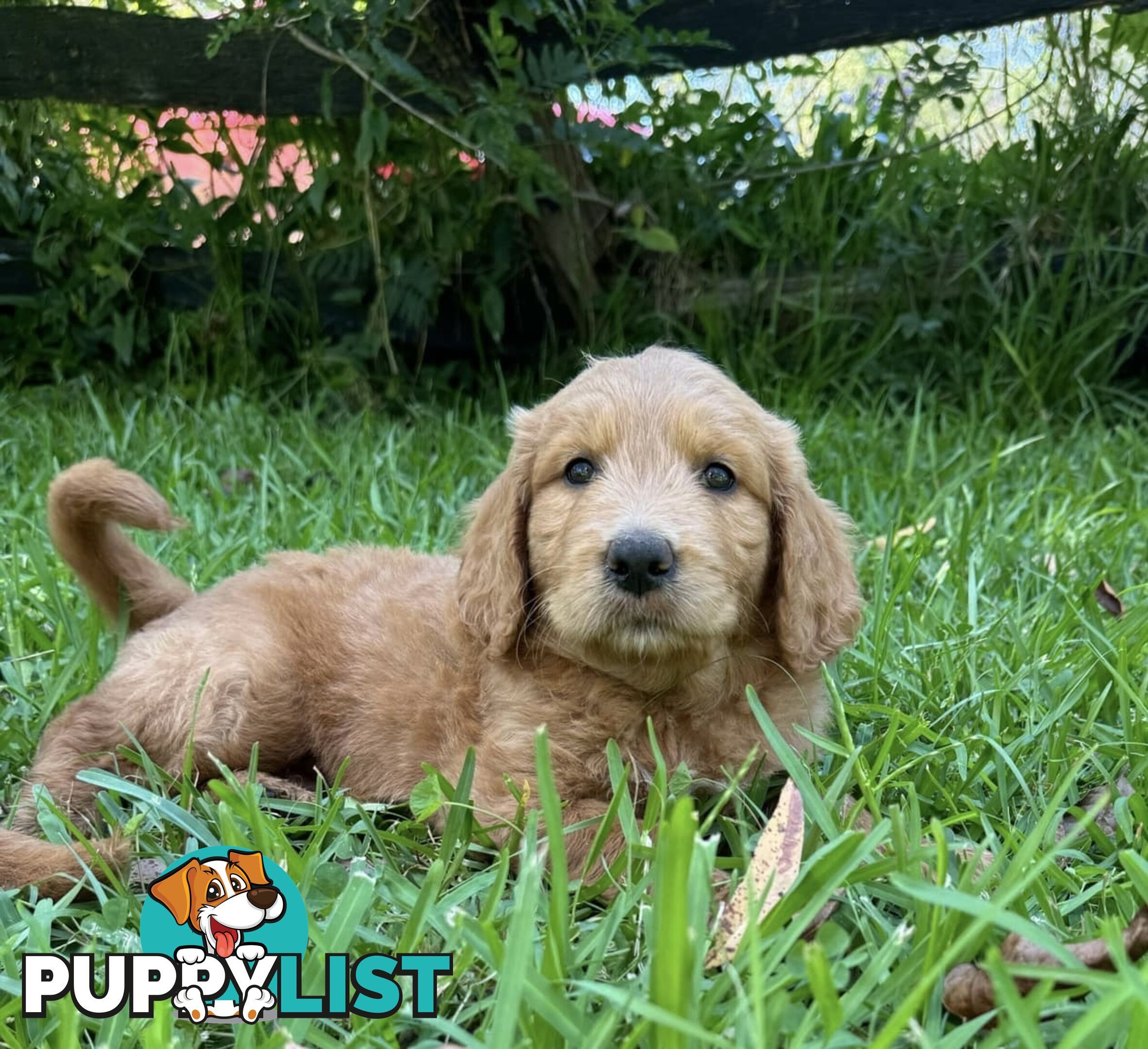 2 beautiful boy Groodle Pups (Therapy Dogs)