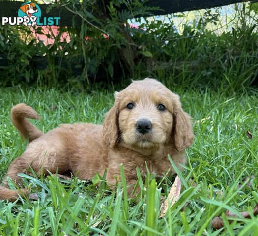 2 beautiful boy Groodle Pups (Therapy Dogs)