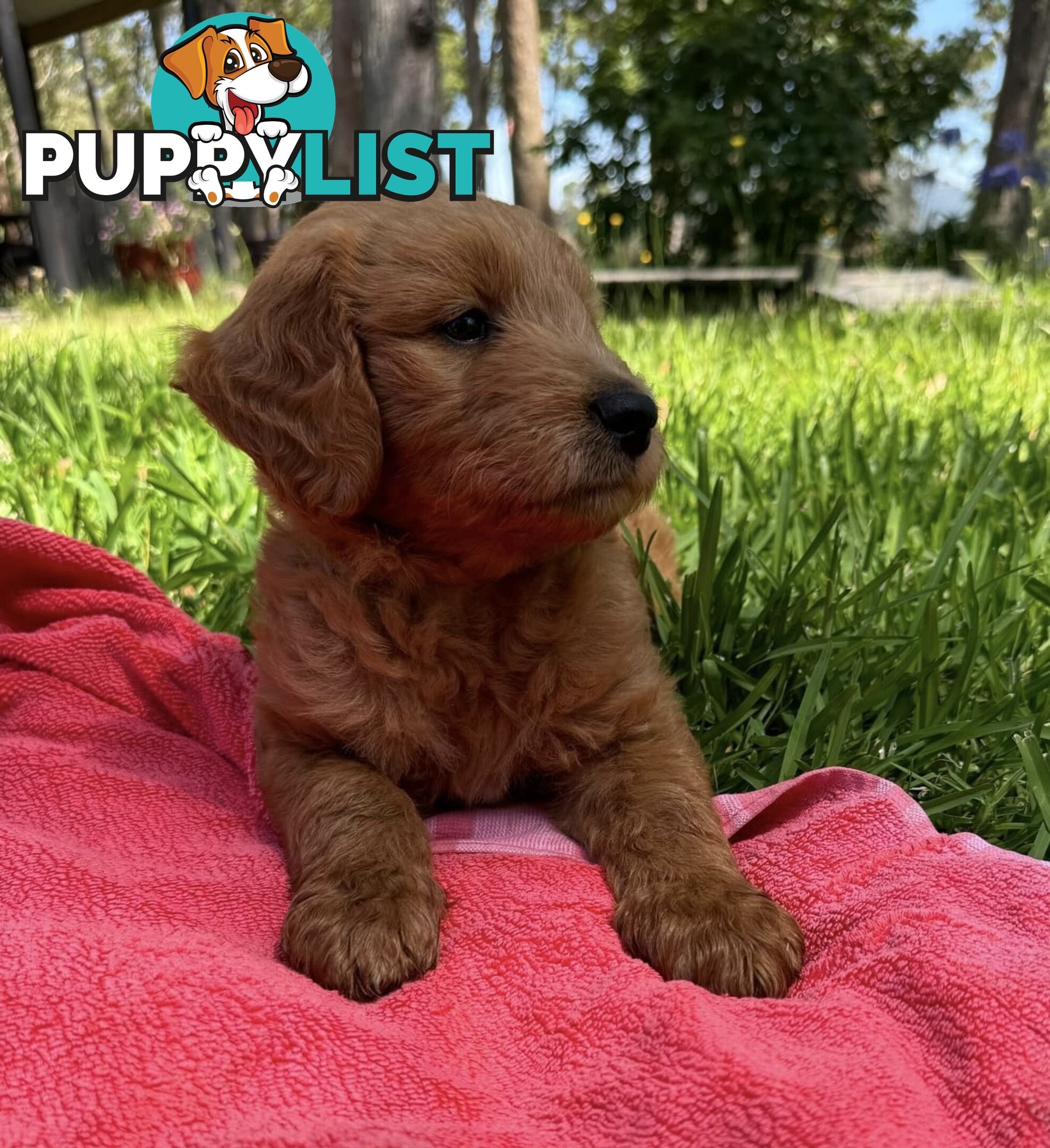 2 beautiful boy Groodle Pups (Therapy Dogs)